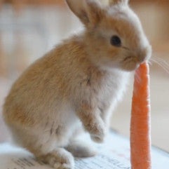 Rabbit Carrot Brooch