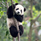 Panda Green Bamboo Zoodey