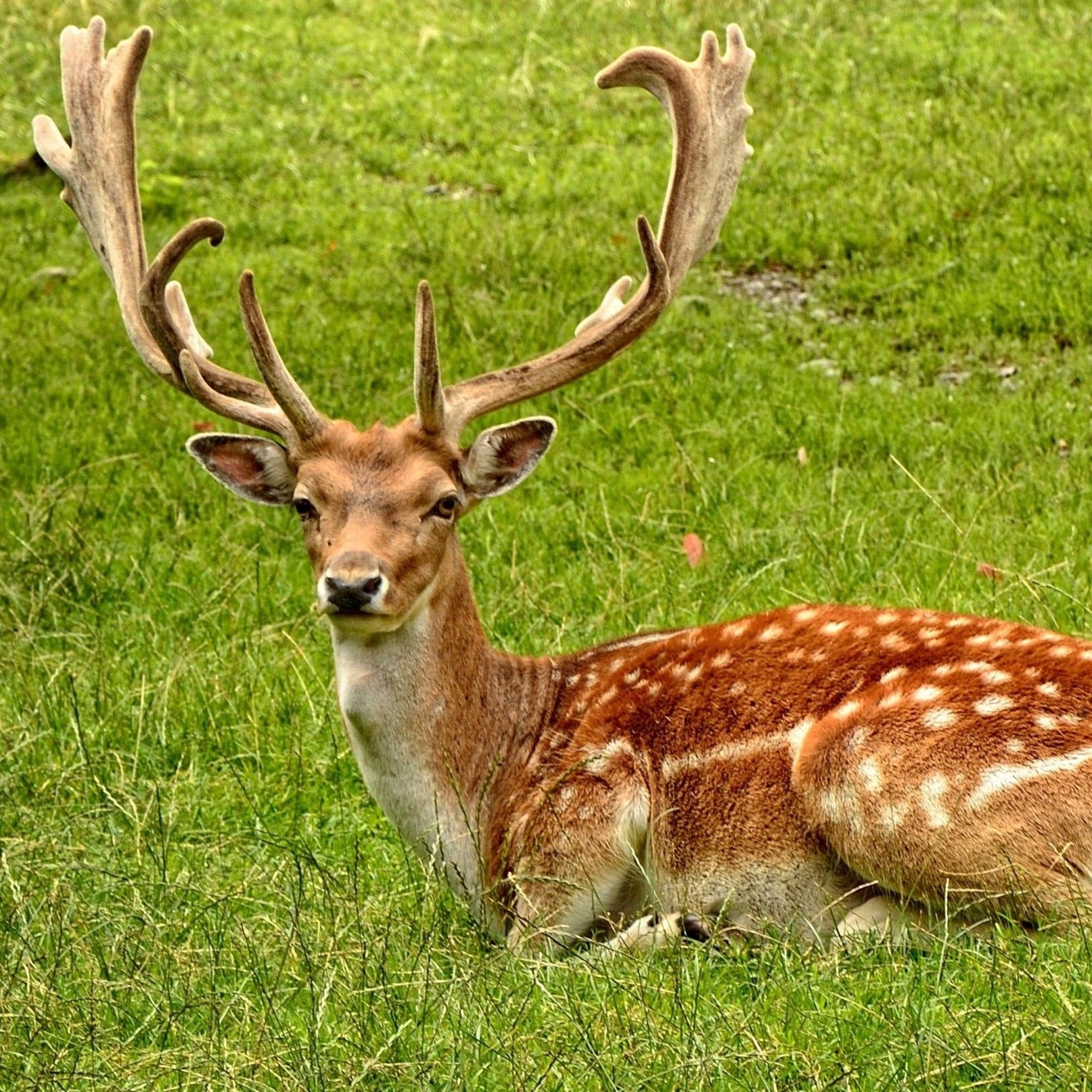Zoodey Deer 
